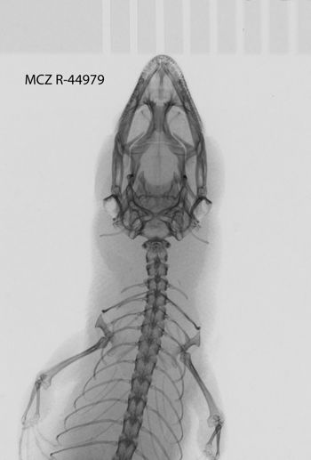 Media type: image;   Herpetology R-44979